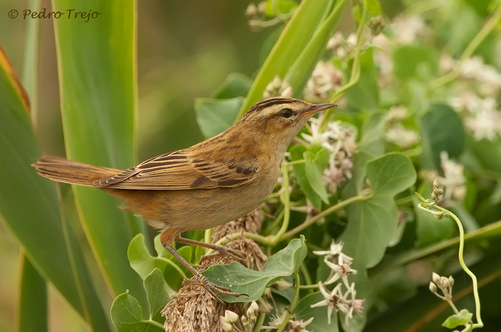 Carricerin comun (Acrocephalus schoenobaenus)